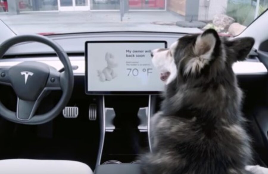 Dog Mode (photo courtesy of CSM 9/25/2019). A dog in a Tesla with A/C looking at dashboard